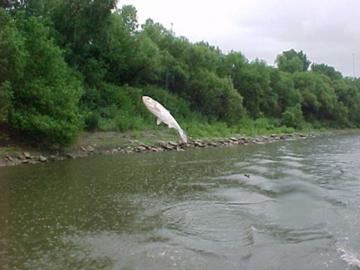What are Aquatic Invasive Species? / AIS Certification / Aquatic