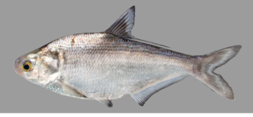 Gizzard Shad