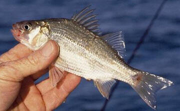 What are Aquatic Invasive Species? / AIS Certification / Aquatic