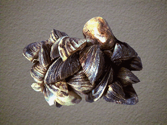 Zebra Mussel Cluster