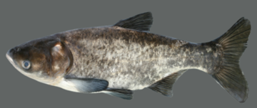 bigheadCarp