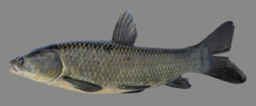 blackCarp