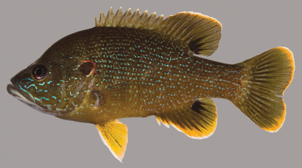 greenSunfish