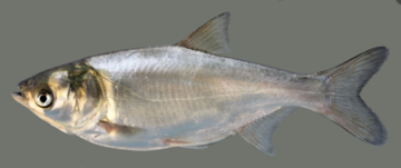 silverCarp