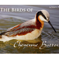 Birds of Cheyenne Bottoms