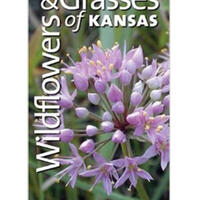 Wildflowers & Grasses of Kansas